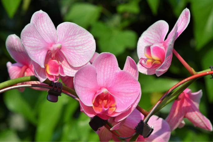 8. ऑर्किड - Most Expensive Flower Orchid In Hindi